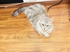 -翊宠yipet猫狗购宠庄园犬舍•猫舍