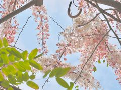 -深圳国际园林花卉博览园