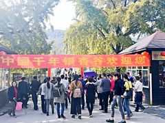 -千年银杏谷文化旅游区