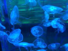 -梦幻海洋王国(吾悦广场张家港店)