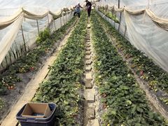 -小鱼草莓采摘园农家乐·小鱼餐厅