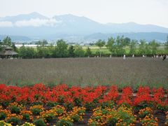 -富田农场