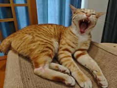 -宠福鑫动物医院(城北分院)