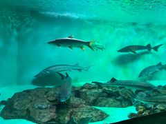 -太平洋海底世界