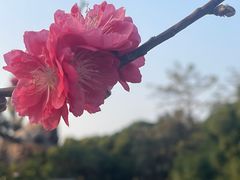 -四海公园(南山区)