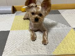 -佳雯宠物医院(四明中路分院)