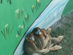 -西霞口神雕山野生动物世界