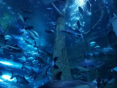 -成都浩海立方海洋公园