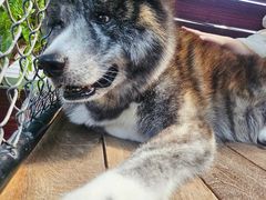 -TrueLove @ Neverland (Husky Cafe)