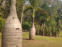 -中国科学院西双版纳热带植物园