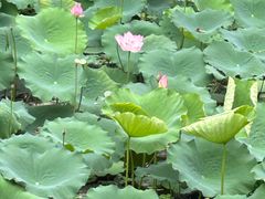 -荔湾湖公园
