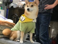 -逗柴咖啡屋·狗咖猫咖宠物桌游