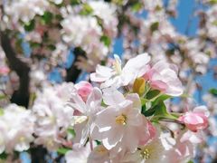 -海棠花溪(元大都城垣遗址公园)