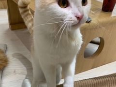 -猫和宫(六道口店)