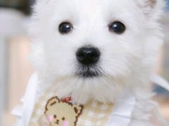 -翊宠yipet猫狗购宠庄园