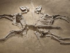 -洛阳周王城天子驾六博物馆