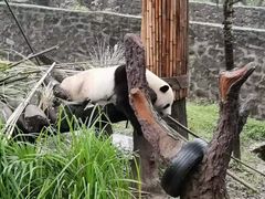 -都江堰中华大熊猫苑