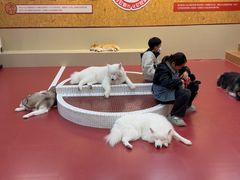 -和它·交个朋友·狗咖猫咖(爱琴海店)