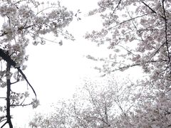 -苏州上方山国家森林公园