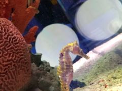 -暹罗海洋世界
