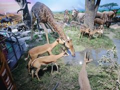 -国家自然博物馆