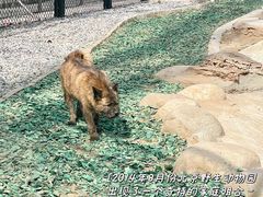 -北京野生动物园