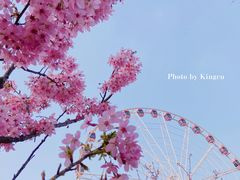 -顾村公园