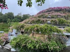 -深圳仙湖植物园