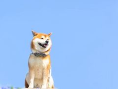 -台场海滨公园船码头