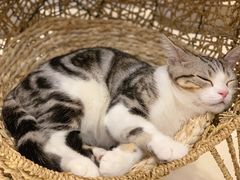 -飞行喵MR PILOT|猫舍·猫咖(静安大融城店)