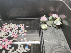 -泰妃堂.泰菜.夜宵(赤岗总店)