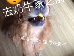 -奶牛家宠物酒店(嘉宏云顶店)