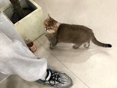 -共舞时光猫咖·狗咖(新街口店)