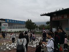 -飞来湖湿地公园