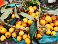 -塘栖枇杷特色园区