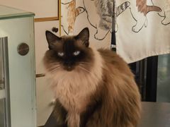 -豆逗聊愈猫阁Easy Life