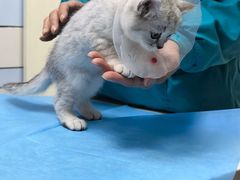 -中农国际动物医院24小时·猫科·骨科·急重症中心
