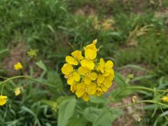 -洪湖生态旅游区