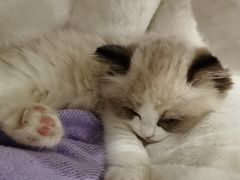 -欣宠猫屋·矮脚拿破仑·蓝金金渐层