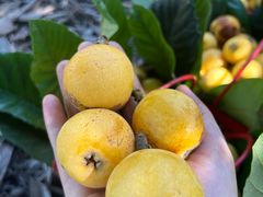 -塘栖枇杷特色园区