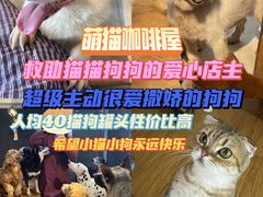 -萌喵宠狗爱心宠咖