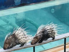 -清迈夜间动物园