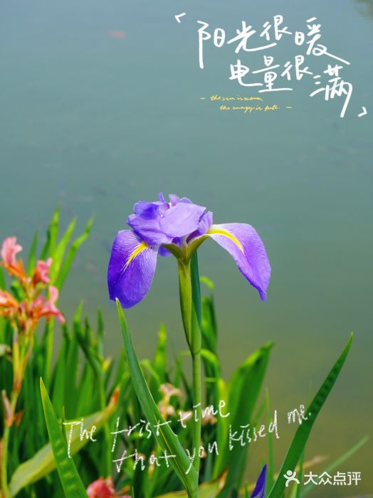 琴亭湖公园图片