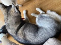 -Husky Go! 哈士奇体验馆·宠物咖啡厅狗咖