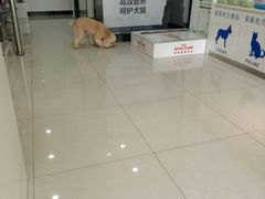 -创凡宠物医院·骨专科  猫科中心(西乡分院)