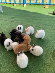 -萌宠亲子动物乐园(槐房万达店)