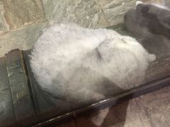 -猫咪博物馆(顶澳仔猫街店)