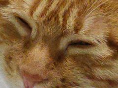 -关爱宠物医院·猫科中心·消化科(滨湖万达分院)