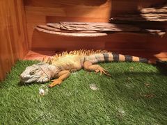 -北国之春国宴(乌兰察布店)