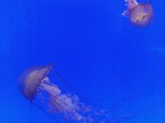 -上海海洋水族馆